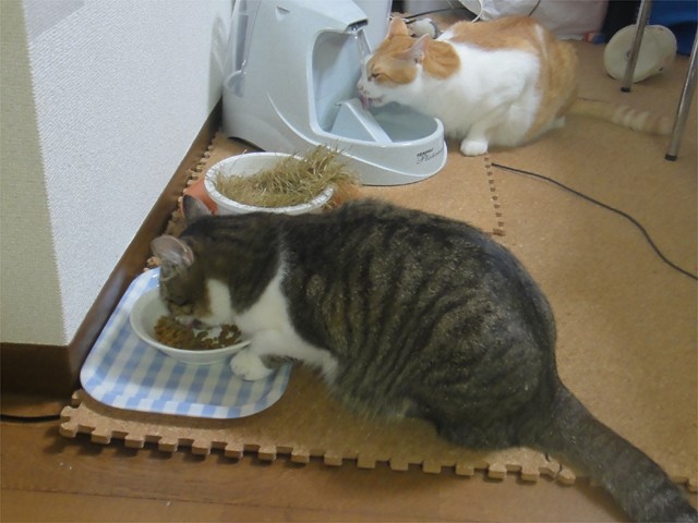 プロショップオオツカ バスフィッシング用品ネット通信販売 ブログ写真 2013/09/05