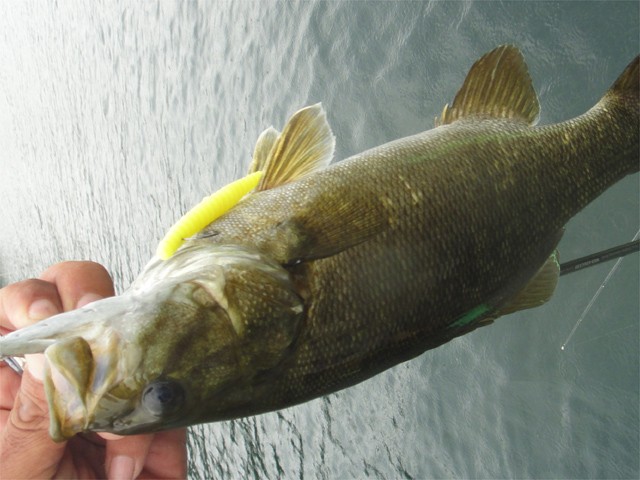 プロショップオオツカ バスフィッシング用品ネット通信販売 ブログ写真 2013/09/05