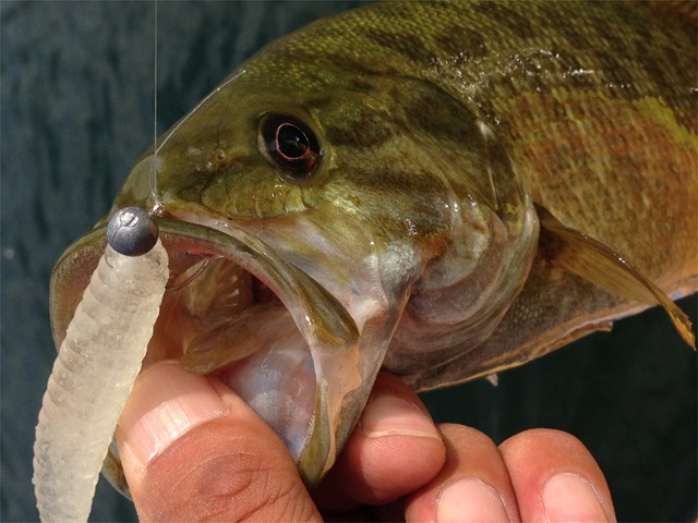 プロショップオオツカ バスフィッシング用品ネット通信販売 ブログ写真 2013/09/05