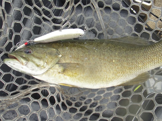 プロショップオオツカ バスフィッシング用品ネット通信販売 ブログ写真 2013/09/05