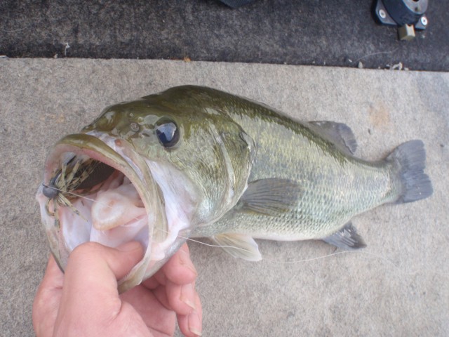 プロショップオオツカ バスフィッシング用品ネット通信販売 ブログ写真 2013/09/07