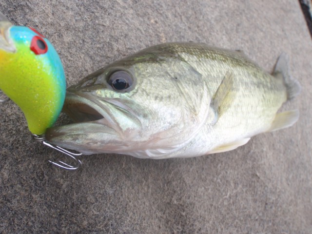 プロショップオオツカ バスフィッシング用品ネット通信販売 ブログ写真 2013/09/07