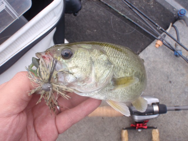 プロショップオオツカ バスフィッシング用品ネット通信販売 ブログ写真 2013/09/07