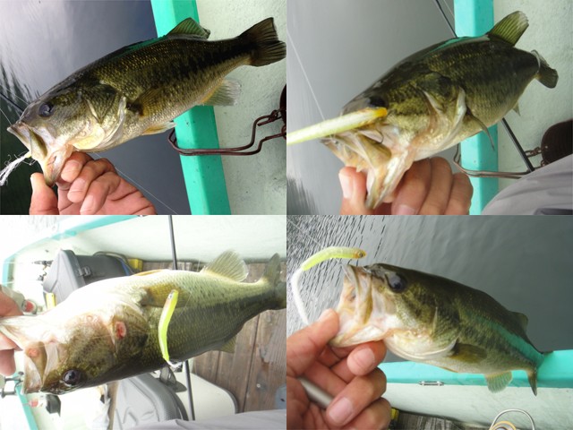 プロショップオオツカ バスフィッシング用品ネット通信販売 ブログ写真 2013/09/11