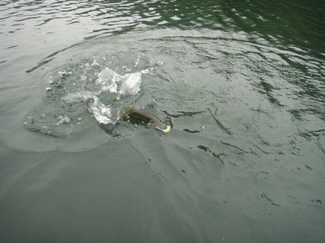 プロショップオオツカ バスフィッシング用品ネット通信販売 ブログ写真 2013/09/11