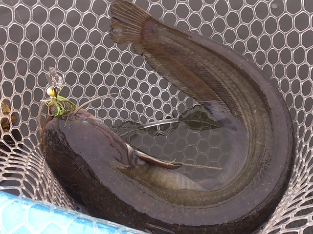 プロショップオオツカ バスフィッシング用品ネット通信販売 ブログ写真 2013/10/05