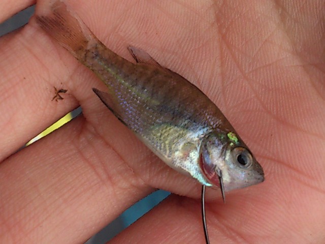 プロショップオオツカ バスフィッシング用品ネット通信販売 ブログ写真 2013/10/05