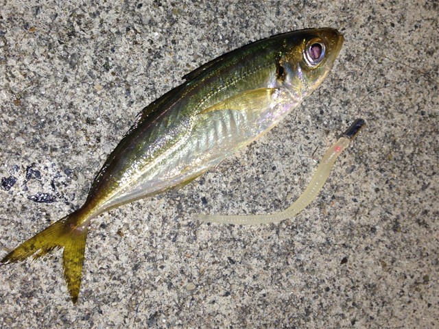 プロショップオオツカ バスフィッシング用品ネット通信販売 ブログ写真 2013/10/10