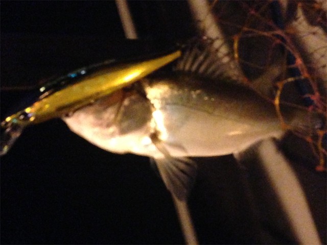 プロショップオオツカ バスフィッシング用品ネット通信販売 ブログ写真 2013/10/10