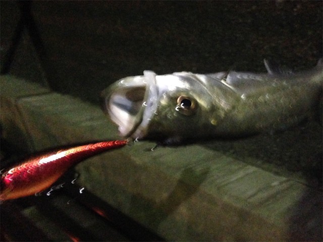 プロショップオオツカ バスフィッシング用品ネット通信販売 ブログ写真 2013/10/10