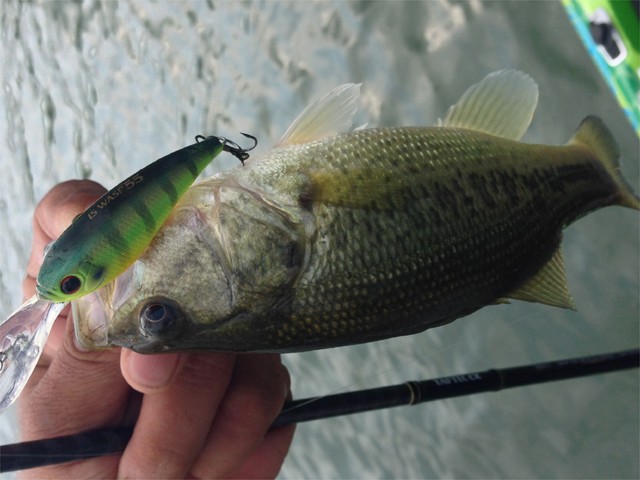 プロショップオオツカ バスフィッシング用品ネット通信販売 ブログ写真 2013/10/10