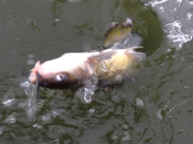 プロショップオオツカ バスフィッシング用品ネット通信販売 ブログ写真 2013/10/17