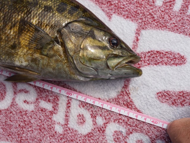 プロショップオオツカ バスフィッシング用品ネット通信販売 ブログ写真 2013/10/19