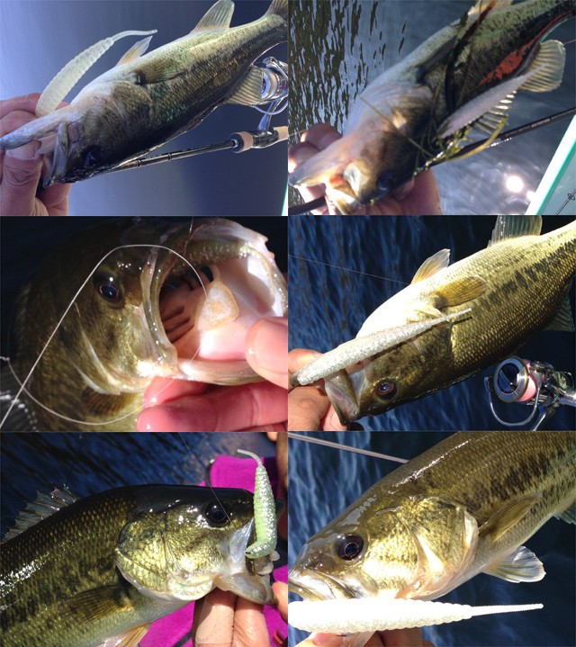 プロショップオオツカ バスフィッシング用品ネット通信販売 ブログ写真 2013/10/30