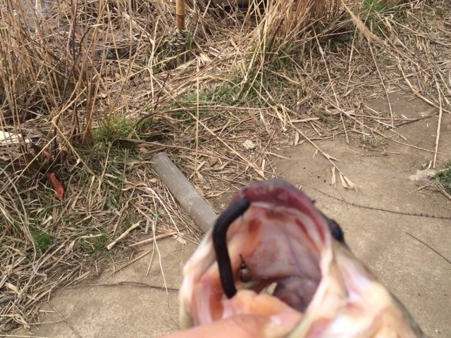 プロショップオオツカ バスフィッシング用品ネット通信販売 ブログ写真 2014/03/21