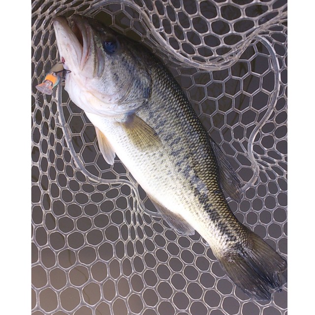 プロショップオオツカ バスフィッシング用品ネット通信販売 ブログ写真 2014/04/29