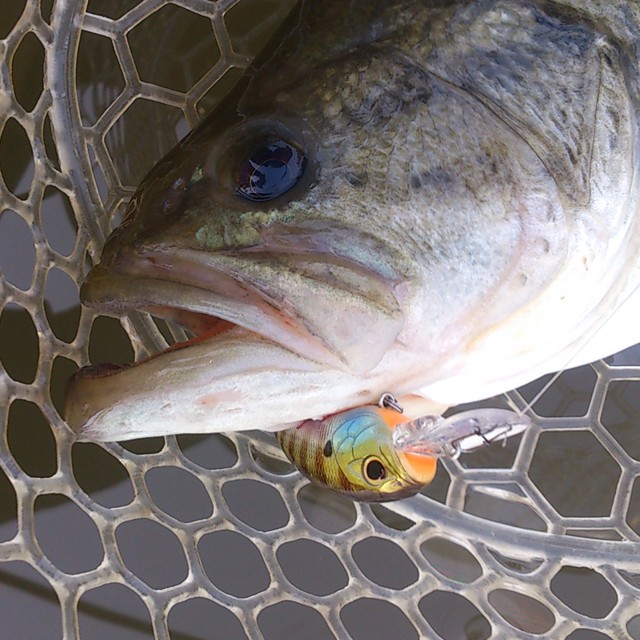 プロショップオオツカ バスフィッシング用品ネット通信販売 ブログ写真 2014/04/29