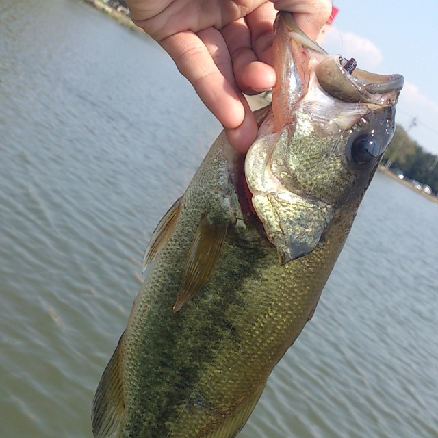 プロショップオオツカ バスフィッシング用品ネット通信販売 ブログ写真 2014/04/29