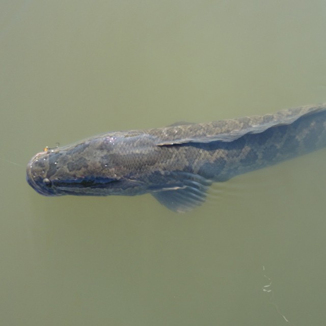 プロショップオオツカ バスフィッシング用品ネット通信販売 ブログ写真 2014/05/10