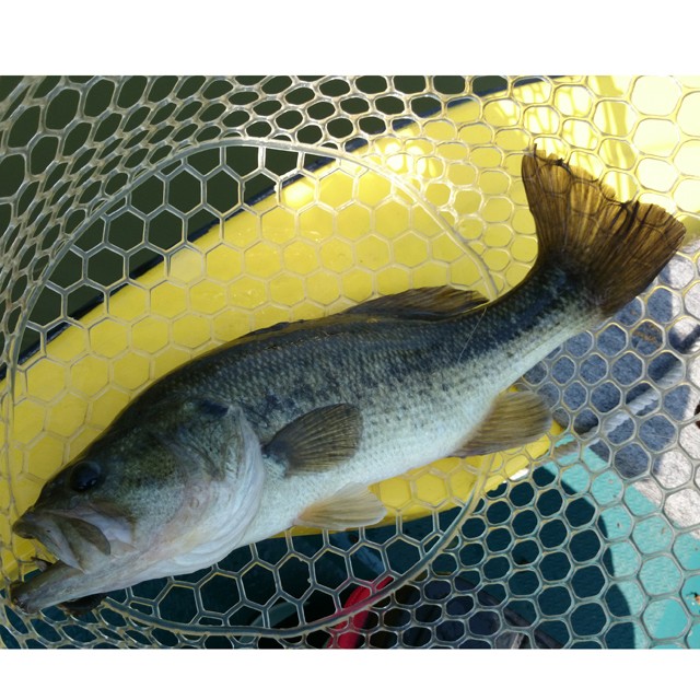 プロショップオオツカ バスフィッシング用品ネット通信販売 ブログ写真 2014/05/10