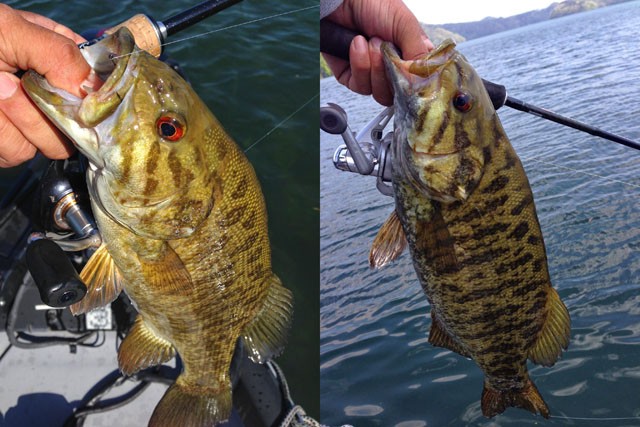 プロショップオオツカ バスフィッシング用品ネット通信販売 ブログ写真 2014/05/16