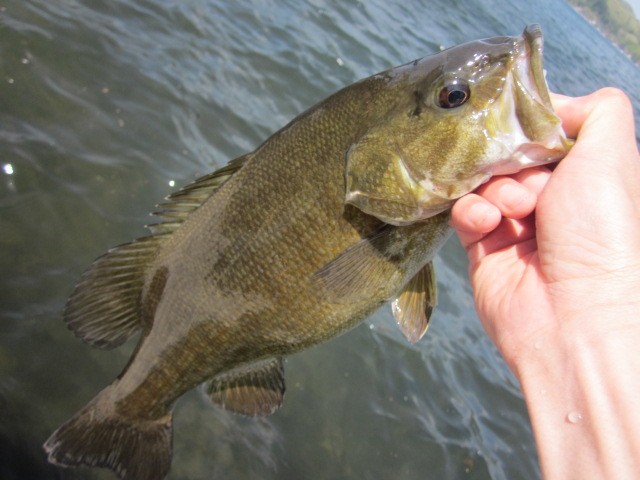 プロショップオオツカ バスフィッシング用品ネット通信販売 ブログ写真 2014/05/16