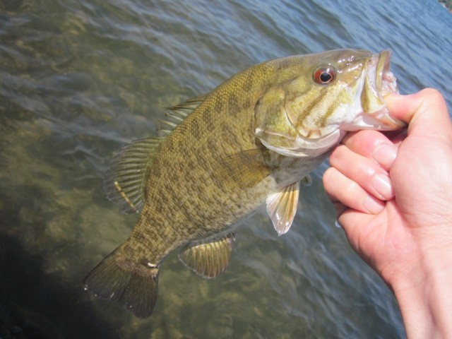 プロショップオオツカ バスフィッシング用品ネット通信販売 ブログ写真 2014/05/16