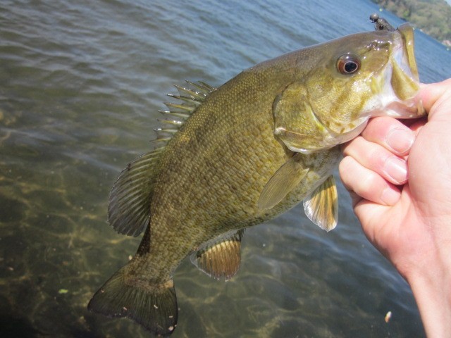 プロショップオオツカ バスフィッシング用品ネット通信販売 ブログ写真 2014/05/16