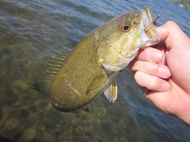 プロショップオオツカ バスフィッシング用品ネット通信販売 ブログ写真 2014/05/16