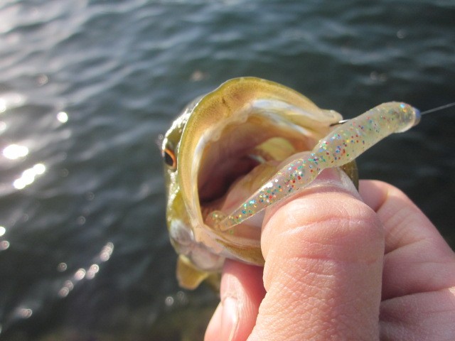 プロショップオオツカ バスフィッシング用品ネット通信販売 ブログ写真 2014/05/16