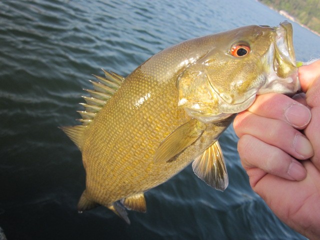 プロショップオオツカ バスフィッシング用品ネット通信販売 ブログ写真 2014/05/16