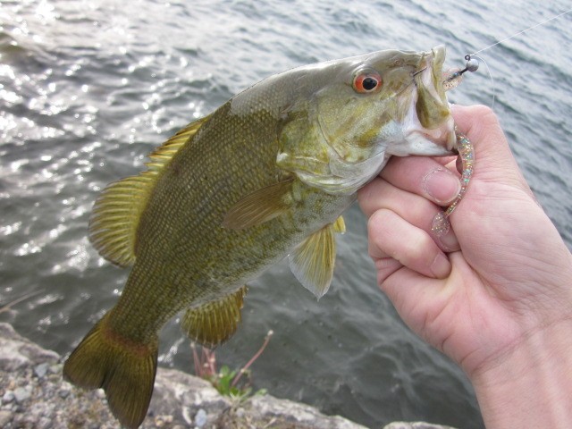 プロショップオオツカ バスフィッシング用品ネット通信販売 ブログ写真 2014/05/23