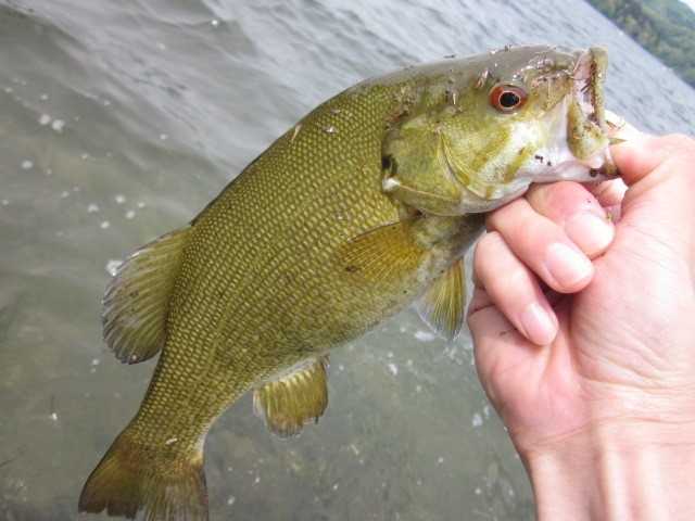 プロショップオオツカ バスフィッシング用品ネット通信販売 ブログ写真 2014/05/23