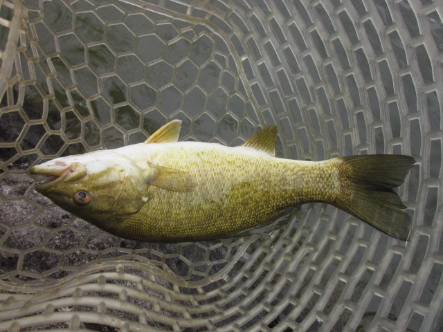 プロショップオオツカ バスフィッシング用品ネット通信販売 ブログ写真 2014/05/23