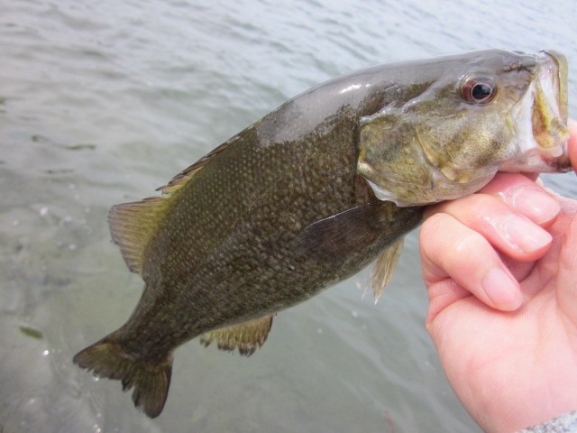 プロショップオオツカ バスフィッシング用品ネット通信販売 ブログ写真 2014/05/23