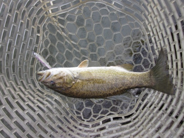 プロショップオオツカ バスフィッシング用品ネット通信販売 ブログ写真 2014/05/23