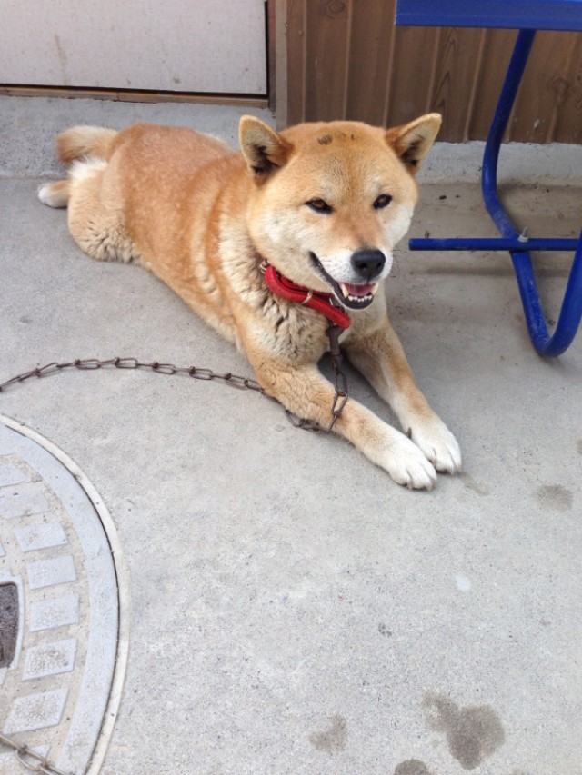 プロショップオオツカ バスフィッシング用品ネット通信販売 ブログ写真 2014/06/02