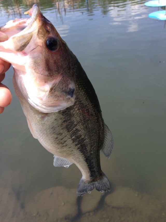 プロショップオオツカ バスフィッシング用品ネット通信販売 ブログ写真 2014/06/02