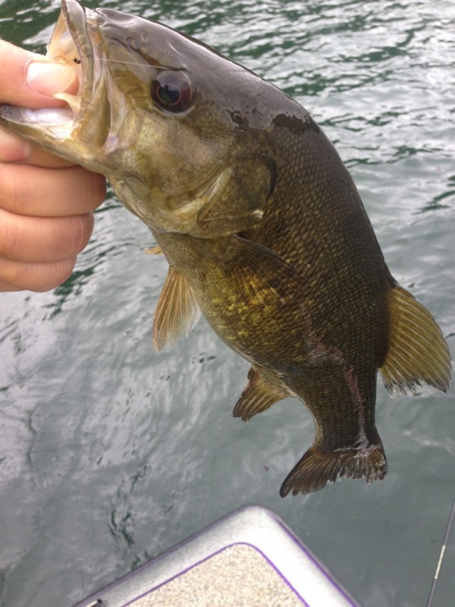 プロショップオオツカ バスフィッシング用品ネット通信販売 ブログ写真 2014/06/14