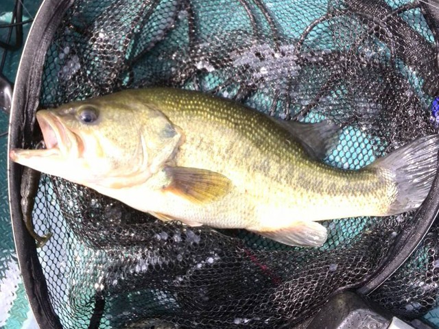 プロショップオオツカ バスフィッシング用品ネット通信販売 ブログ写真 2014/06/19