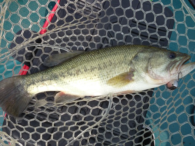 プロショップオオツカ バスフィッシング用品ネット通信販売 ブログ写真 2014/06/19