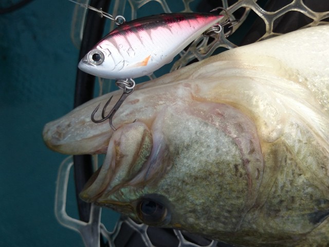 プロショップオオツカ バスフィッシング用品ネット通信販売 ブログ写真 2014/06/19