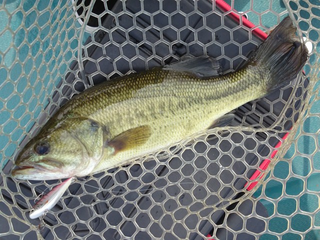 プロショップオオツカ バスフィッシング用品ネット通信販売 ブログ写真 2014/06/19