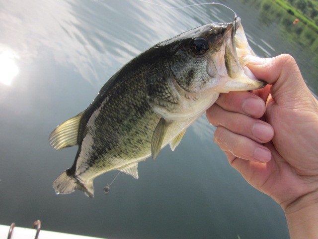 プロショップオオツカ バスフィッシング用品ネット通信販売 ブログ写真 2014/06/19