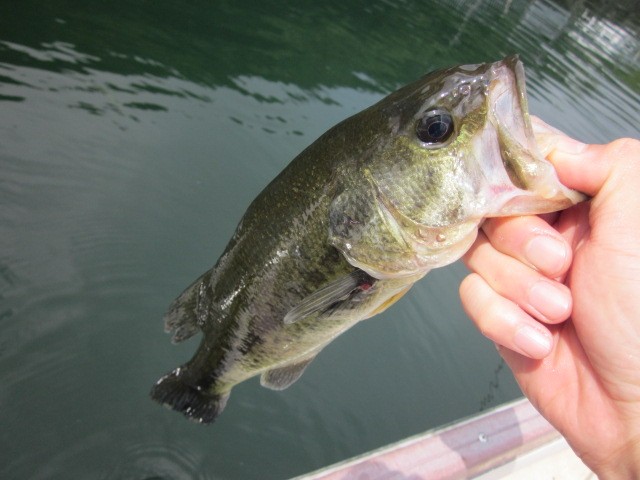 プロショップオオツカ バスフィッシング用品ネット通信販売 ブログ写真 2014/06/19