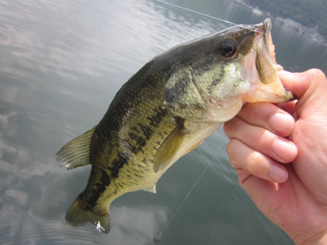 プロショップオオツカ バスフィッシング用品ネット通信販売 ブログ写真 2014/06/19