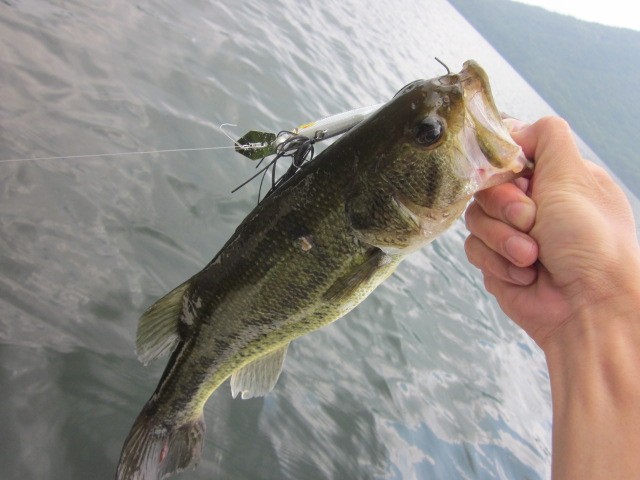 プロショップオオツカ バスフィッシング用品ネット通信販売 ブログ写真 2014/06/19