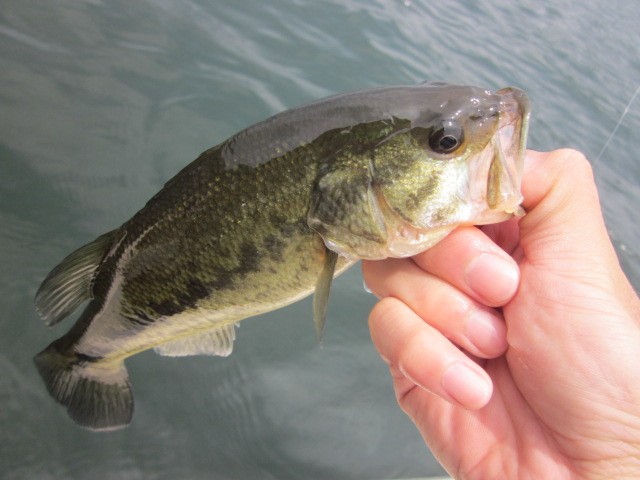 プロショップオオツカ バスフィッシング用品ネット通信販売 ブログ写真 2014/06/19