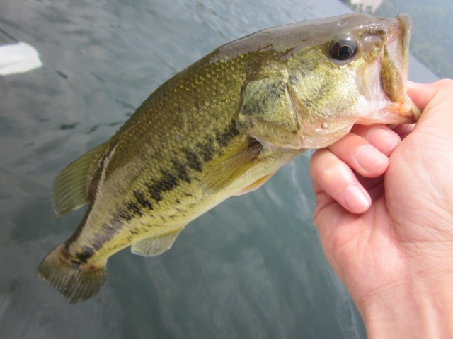 プロショップオオツカ バスフィッシング用品ネット通信販売 ブログ写真 2014/06/19