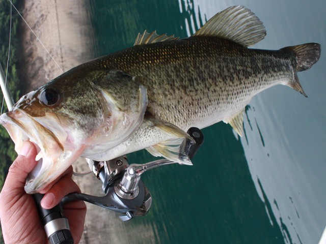 プロショップオオツカ バスフィッシング用品ネット通信販売 ブログ写真 2014/06/21